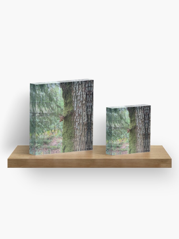 Thumbnail 4 of 5, Acrylic Block, Moss and Bark designed and sold by ShaneH29.