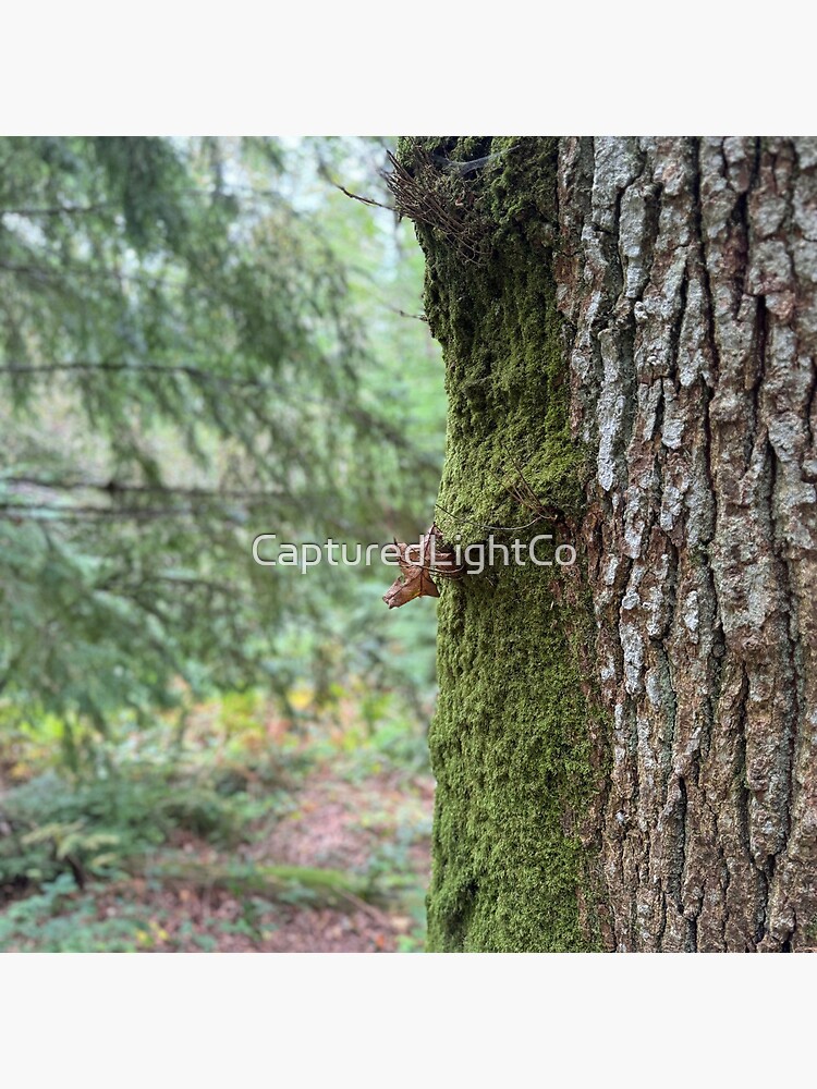 Thumbnail 5 of 5, Acrylic Block, Moss and Bark designed and sold by ShaneH29.