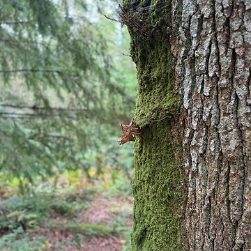 Artwork thumbnail, Moss and Bark by CapturedLightCo