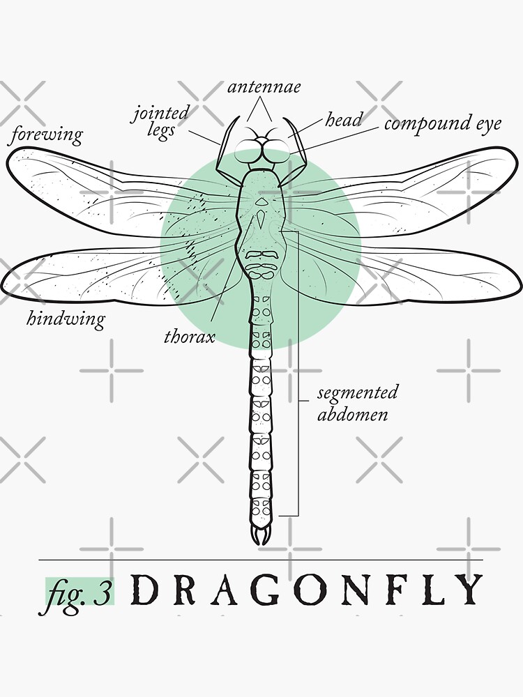 Fig. 3 Anatomy of a Dragonfly Sticker for Sale by MudAndMarrow