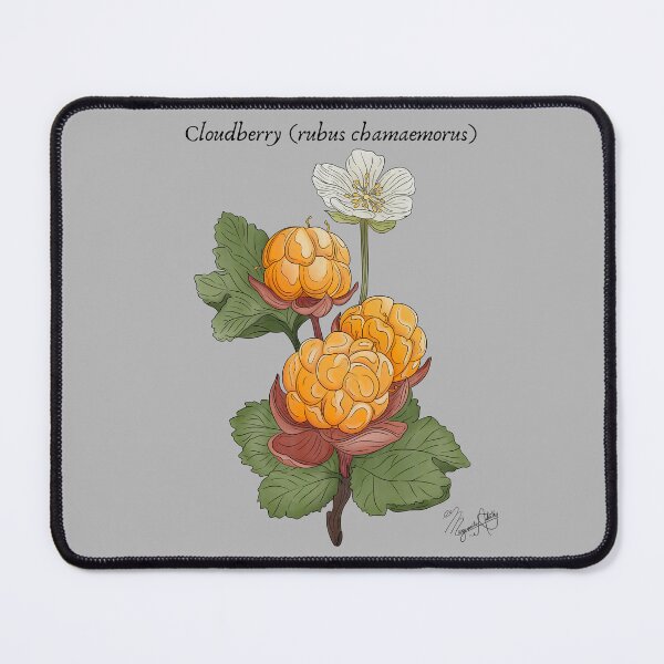 Item preview, Cloudberry (Rubus chamaemorus) Vintage Nature Art designed and sold by Marguerite Artistry.