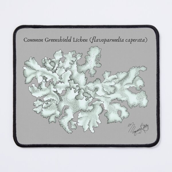 Item preview, Common Greenshield Lichen (flavoparmelia caperata) Vintage Nature Art designed and sold by Marguerite Artistry.