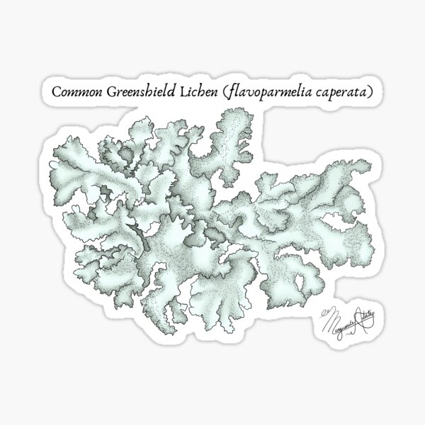 Item preview, Common Greenshield Lichen (flavoparmelia caperata) Vintage Nature Art designed and sold by Marguerite Artistry.
