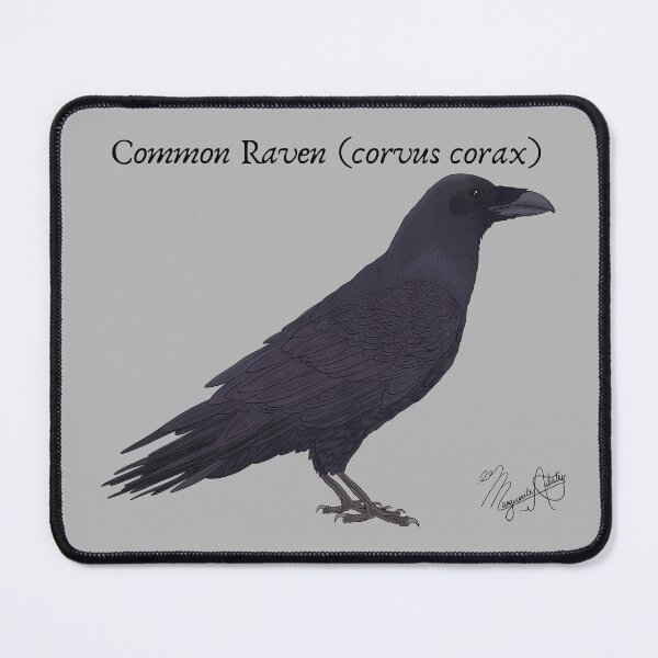 Item preview, Common Raven (corvus corax) Vintage Nature Art designed and sold by Marguerite Artistry.