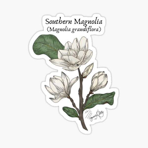 Item preview, Texas Native Plant- Southern Magnolia (magnolia grandiflora) Vintage Nature Art designed and sold by Marguerite Artistry.