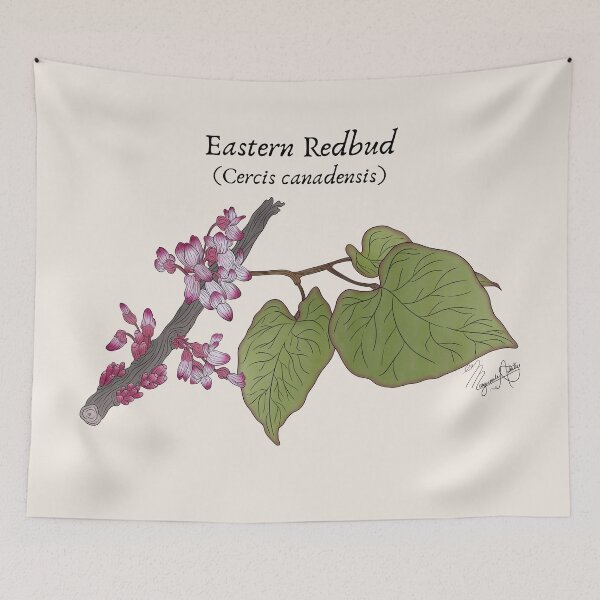 Item preview, Texas Native Plant- Eastern Redbud (cercis canadensis) Vintage Nature Art designed and sold by Marguerite Artistry.