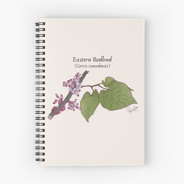 Item preview, Texas Native Plant- Eastern Redbud (cercis canadensis) Vintage Nature Art designed and sold by Marguerite Artistry.