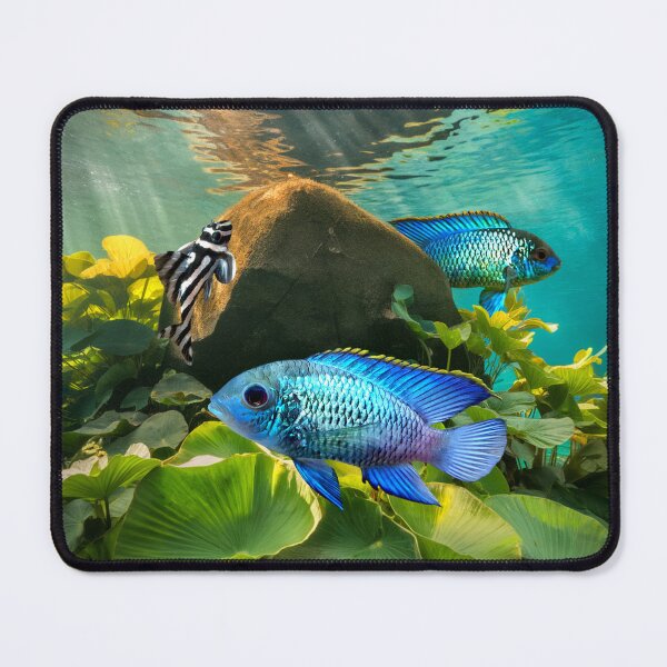Item preview, Electric Blue Acara Cichlids Zebra Pleco Aquarium Fish Tank Breeders Art designed and sold by Aquarium Eclipse.