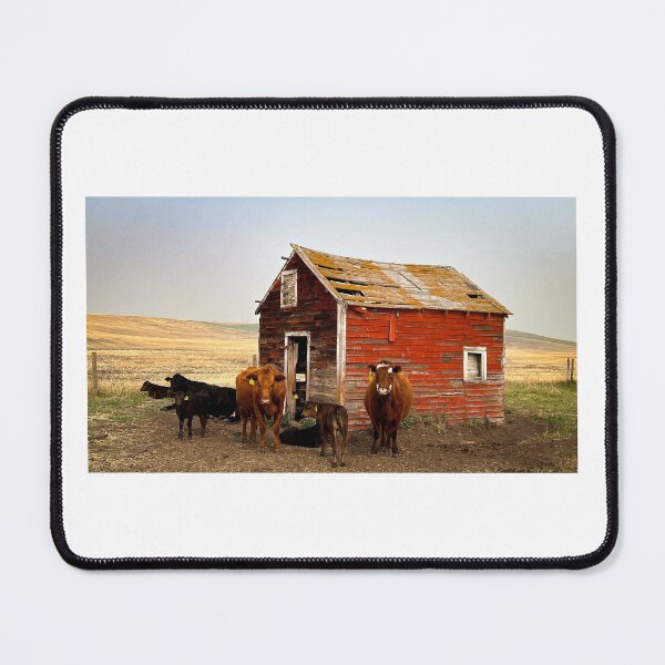 Item preview, Cows in the Red Shed Pasture designed and sold by Lazy B Farm & Ranch.