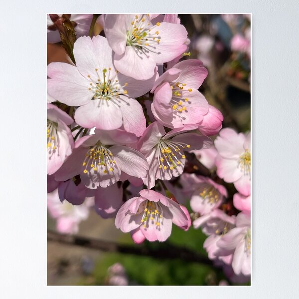 Item preview, Flower art designed and sold by Jennifer84.