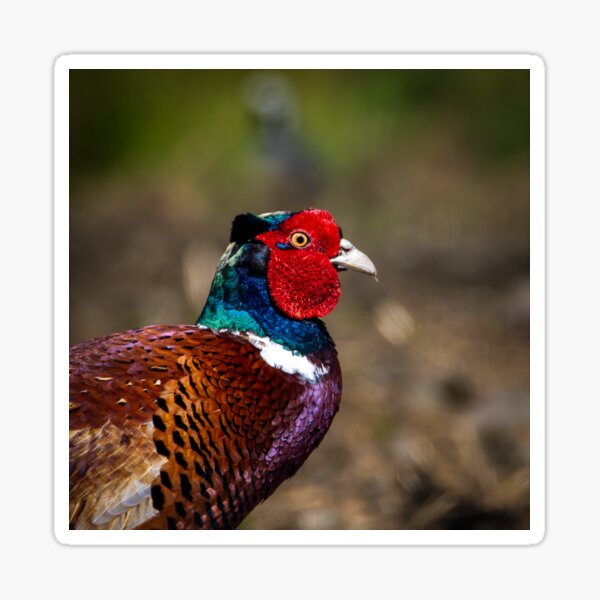 Item preview, Colourful Pheasant  designed and sold by CEastwoodPhotos.