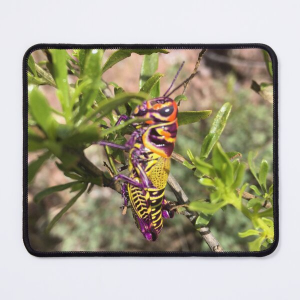 Item preview, Purple, yellow and orange cricket designed and sold by RDLT.