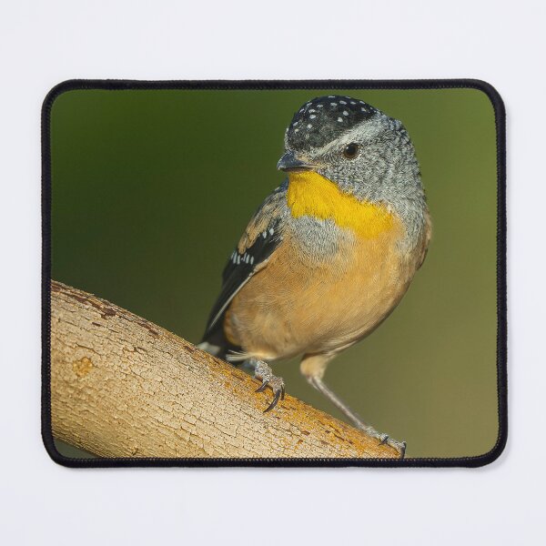 Item preview, Male Spotted Pardalote designed and sold by Nick Vertsonis.