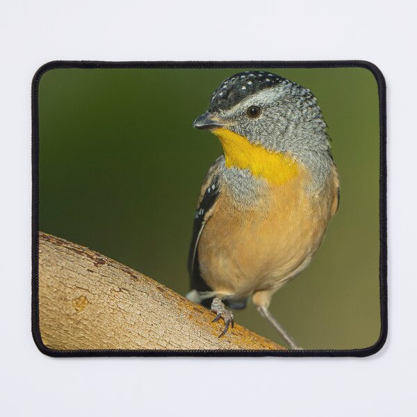 Item preview, Male Spotted Pardalote designed and sold by Nick Vertsonis.