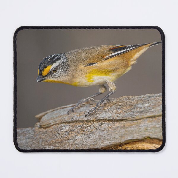 Item preview, Striated Pardalote designed and sold by Nick Vertsonis.