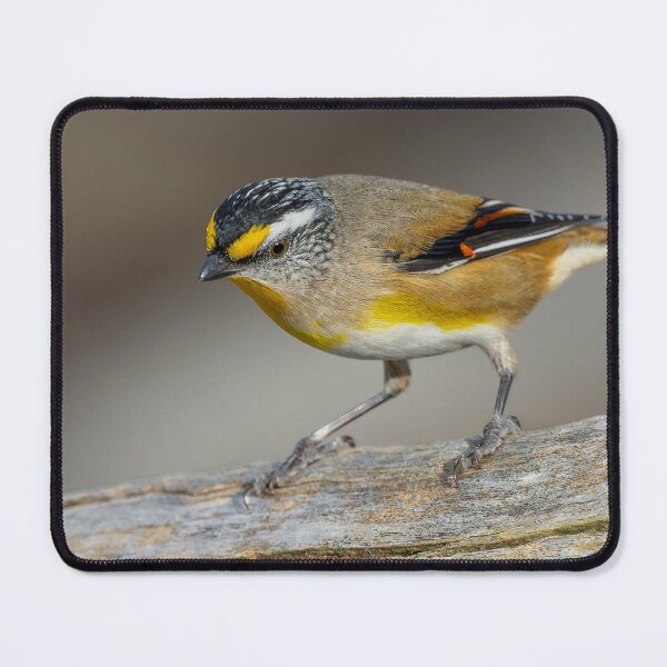 Item preview, Striated Pardalote designed and sold by Nick Vertsonis.