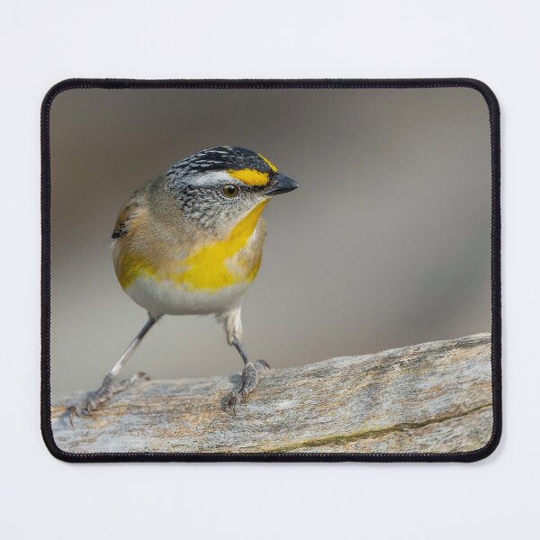 Item preview, Striated Pardalote designed and sold by Nick Vertsonis.