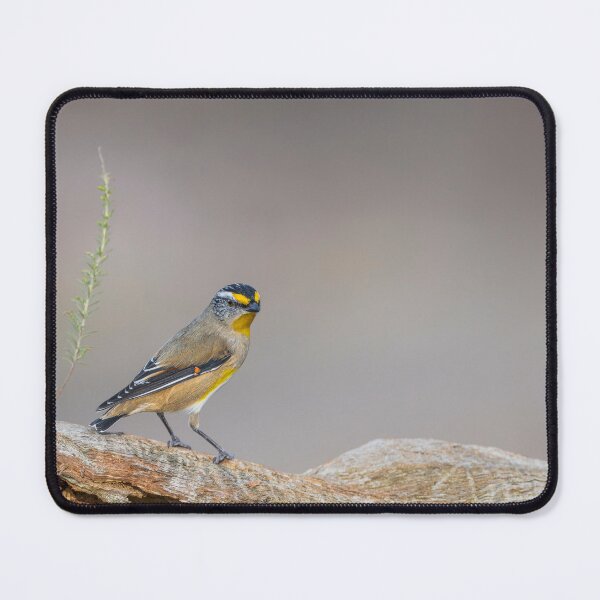 Item preview, Striated Pardalote designed and sold by Nick Vertsonis.