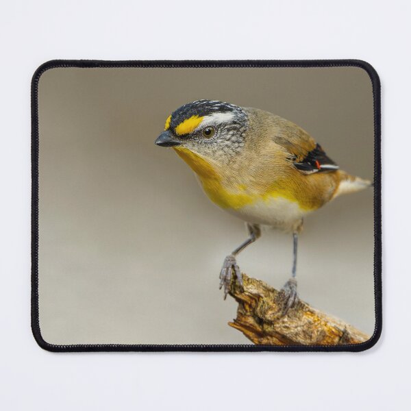 Item preview, Striated Pardalote designed and sold by Nick Vertsonis.