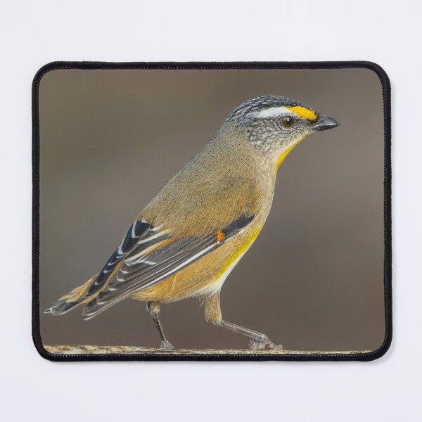 Item preview, Striated Pardalote designed and sold by Nick Vertsonis.