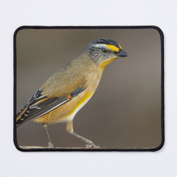 Item preview, Striated Pardalote designed and sold by Nick Vertsonis.