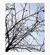 Branches on Sky Photographic Print