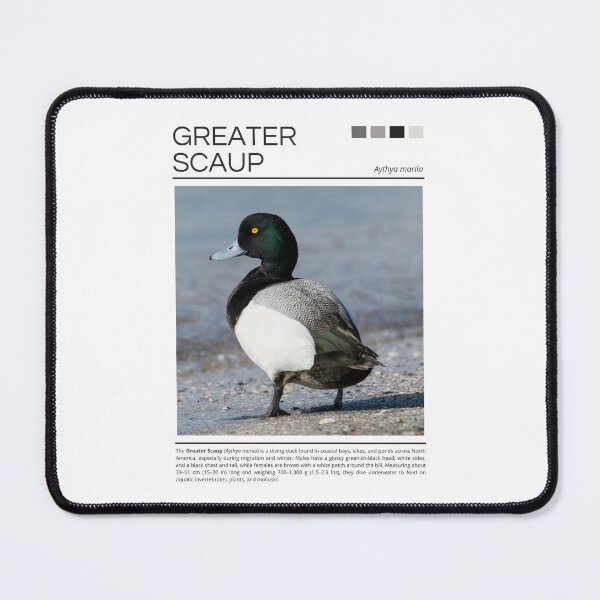 Item preview, Greater Scaup designed and sold by StudioRedKoala.