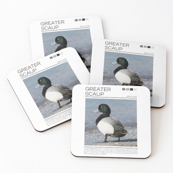 Item preview, Greater Scaup designed and sold by StudioRedKoala.
