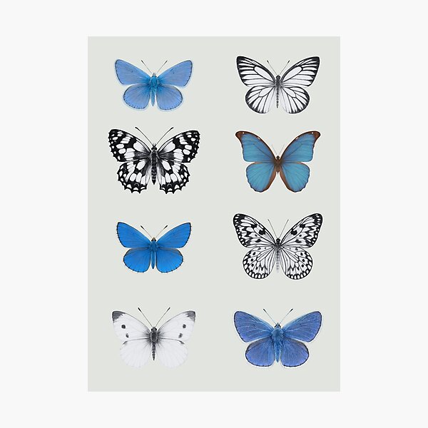 Elegant Blue & White Butterfly Art Print – Nature Wall Decor Photographic Print