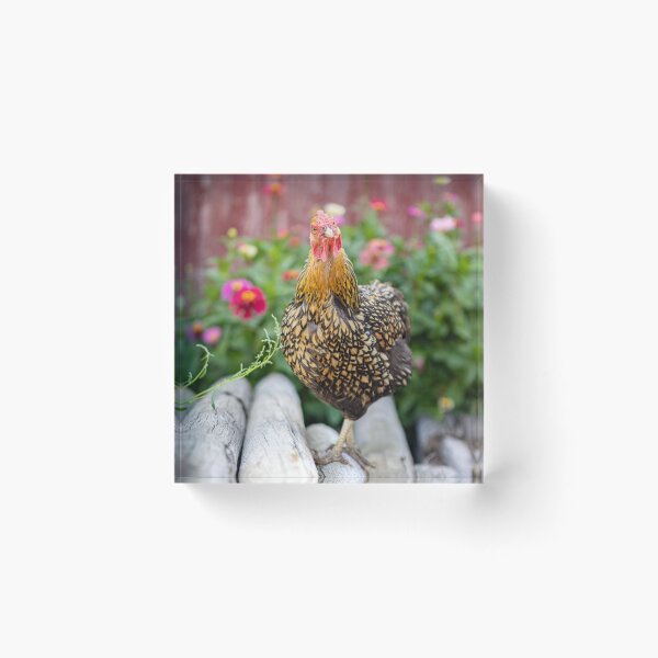 Item preview, She's giving me the chicken look designed and sold by PTPhotoLLC.