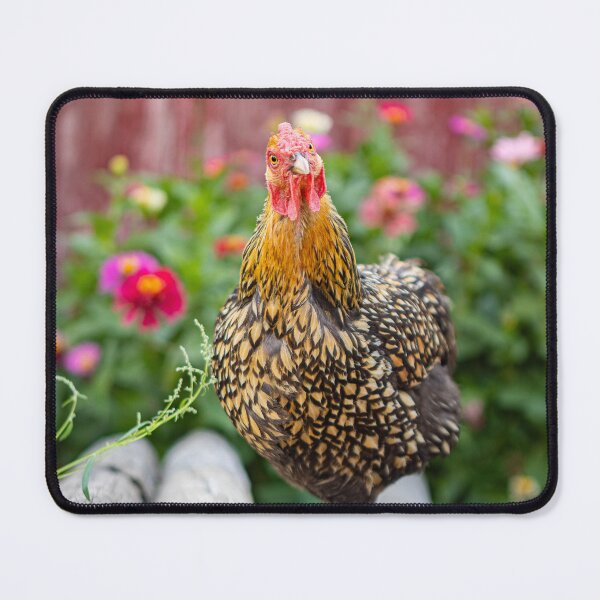 Item preview, She's giving me the chicken look designed and sold by PTPhotoLLC.