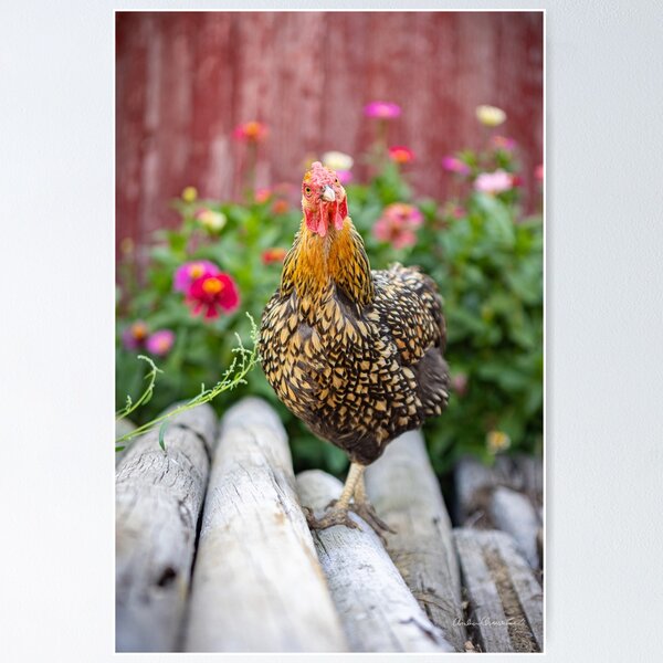 Item preview, She's giving me the chicken look designed and sold by PTPhotoLLC.