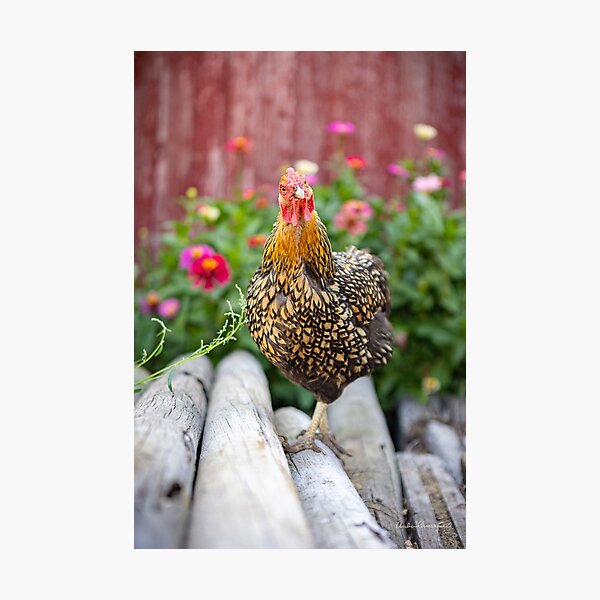 Item preview, She's giving me the chicken look designed and sold by PTPhotoLLC.