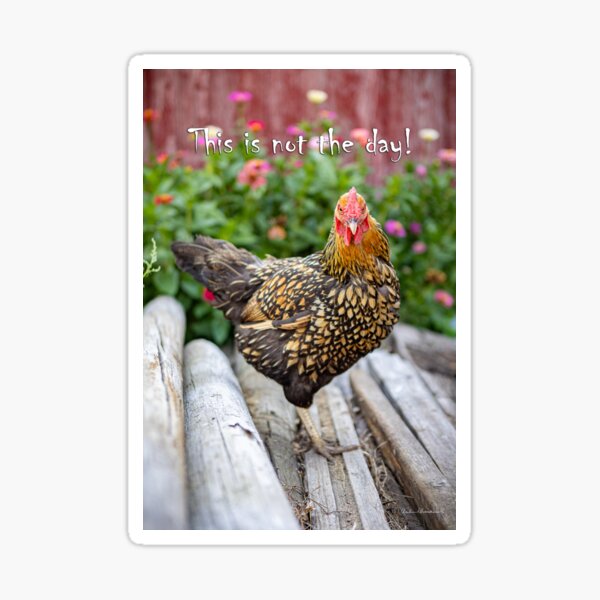 Chicken stair, this is not the day Sticker