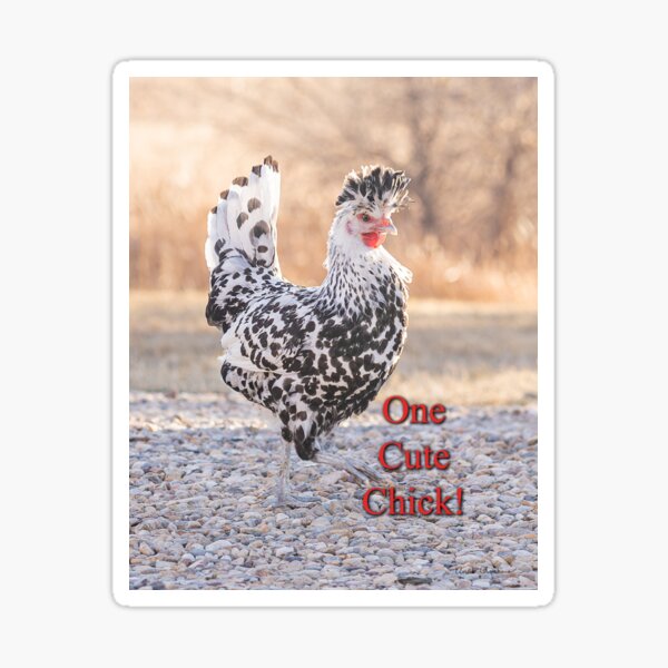 Pretty chicken, one cute chick! Sticker