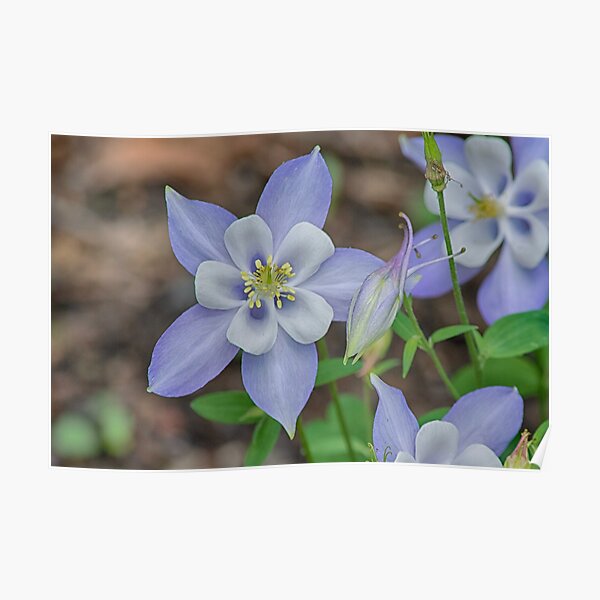 Pittsburgh Columbine Poster
