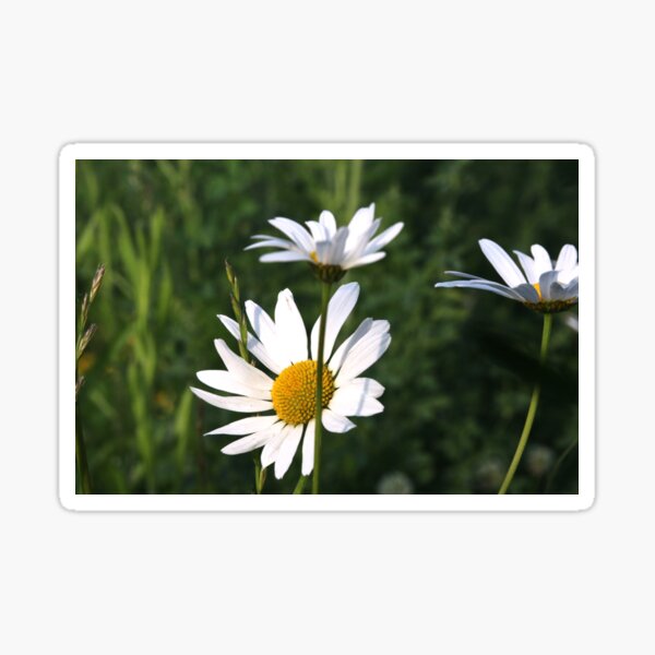 Item preview, Three Daisies designed and sold by WilfuerM.