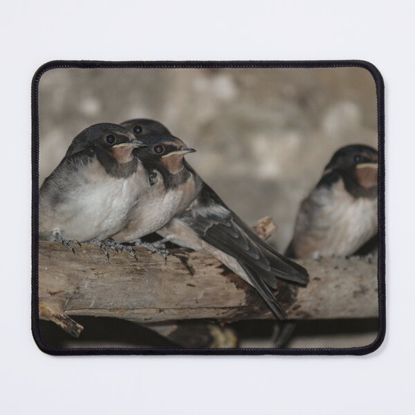 Item preview, Swallow Fledglings roosting on a branch designed and sold by HAPhotography.