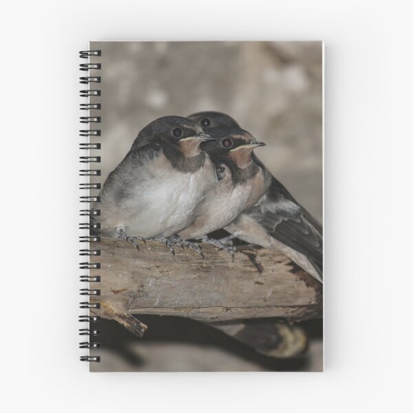 Item preview, Swallow Fledglings roosting on a branch designed and sold by HAPhotography.