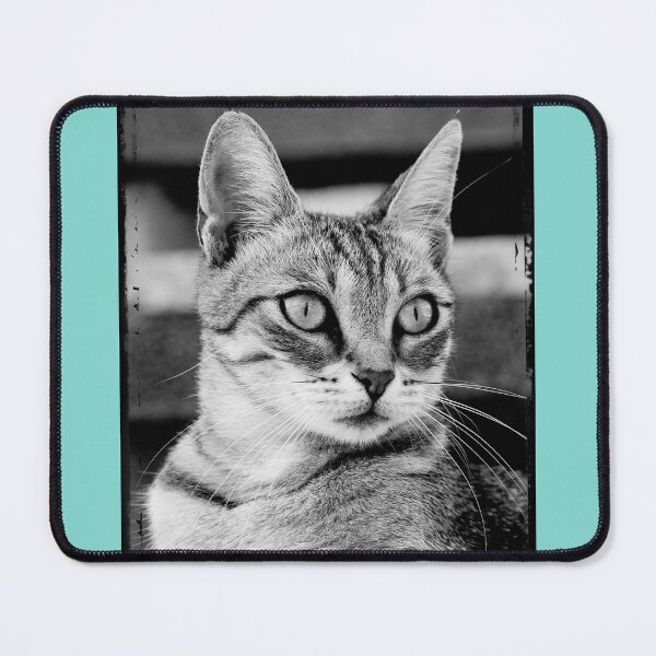 Item preview, Istrian cat designed and sold by RenataPhoto.