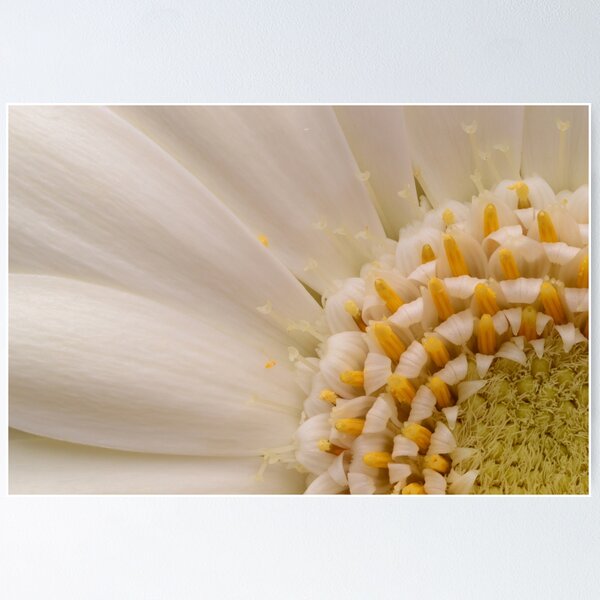 Item preview, White Gerbera Daisy Core – Macro Elegance in Petal and Pollen designed and sold by Goiko7Margarita.