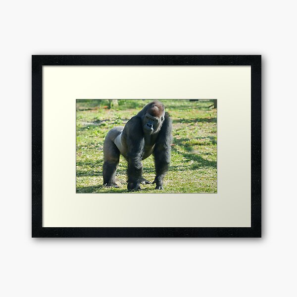 Vista previa del artículo con la obra «Gorilla Lope exhibe una figura imponente», diseñado y vendido por rawshutterbug.