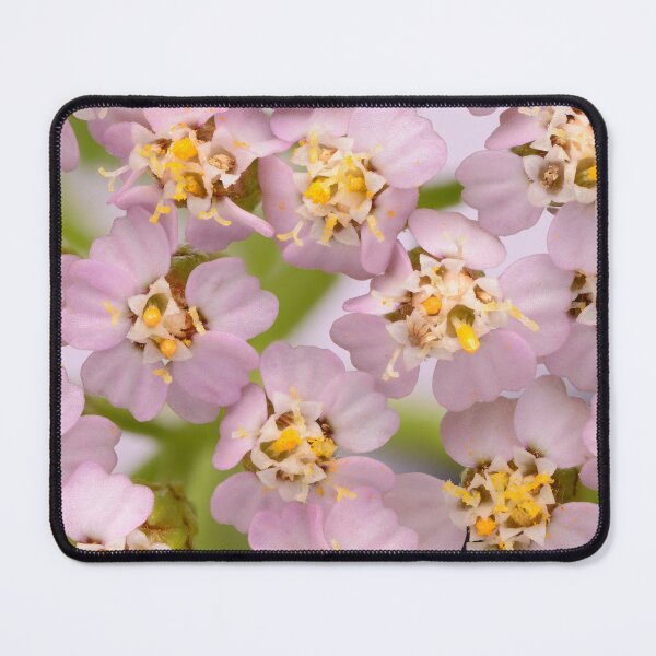 Item preview, Pink Yarrow Blossoms – Macro of Nature's Tiny Lacework designed and sold by Goiko7Margarita.