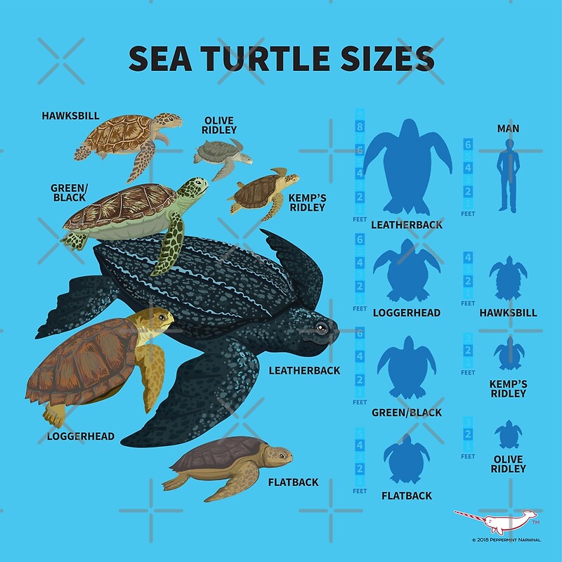 Sea Turtle Size Chart