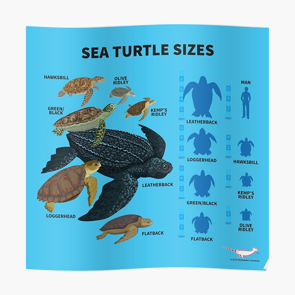 Tee Turtle Size Chart