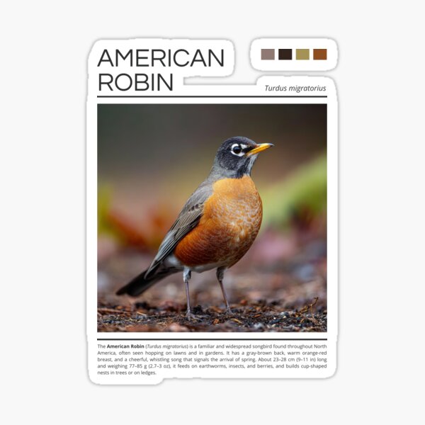 Aperçu de l'œuvre Robin américain créée et vendue par StudioRedKoala.