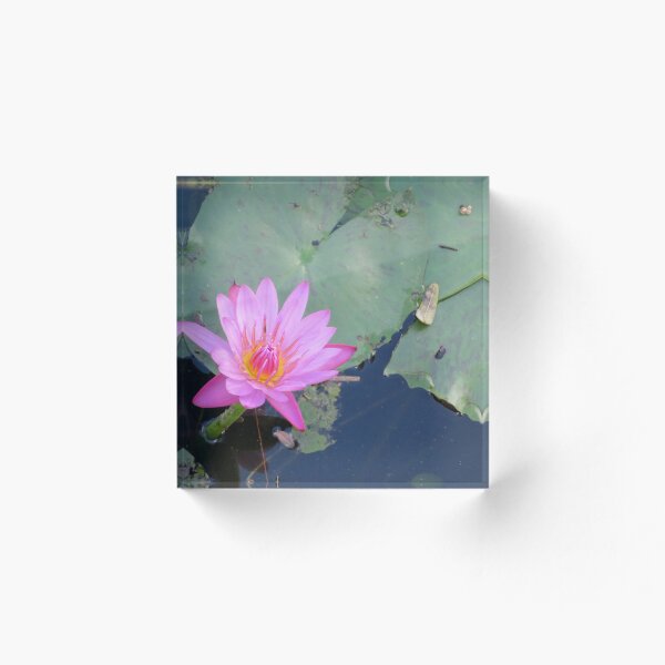 Aperçu de l'œuvre Nénuphar et nénuphar créée et vendue par ShutterbugBttns.