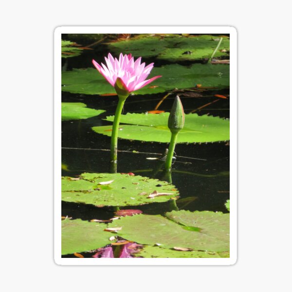 Item preview, Lily Pads and Water Lily designed and sold by ShutterbugBttns.