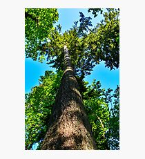 To The Sky Photographic Print