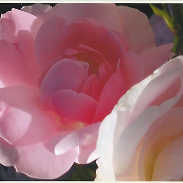 Artwork thumbnail, Pink Roses in Sunlit Splendor by vwalterson
